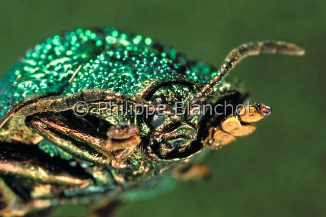 Polycalca variolosa.JPG - Polycalca variolosa (Portrait)Leaf beetleColeopteraChrysomelidaeBrésil